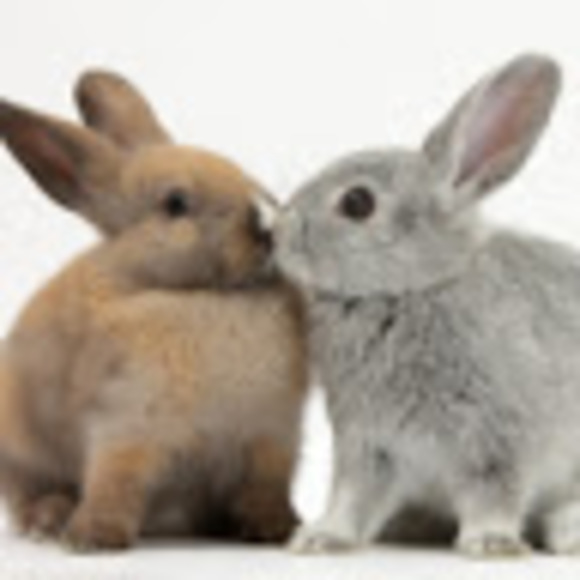 Meet your Posher, Avie - Picture 1 of 1